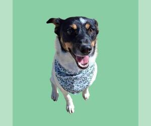 Rat Terrier-Texas Heeler Mix Dogs for adoption in Bakersfield, CA, USA