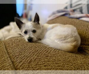 Cairn Terrier-Unknown Mix Dogs for adoption in Davis, CA, USA