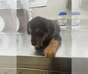 German Shepherd Dog-Unknown Mix Dogs for adoption in Houston, TX, USA
