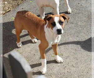 Boxer Dogs for adoption in Burnsville, MN, USA