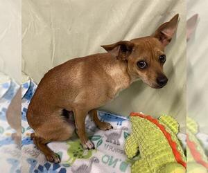 Chihuahua-Unknown Mix Dogs for adoption in Modesto, CA, USA
