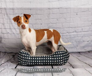 Mutt Dogs for adoption in McKinney, TX, USA