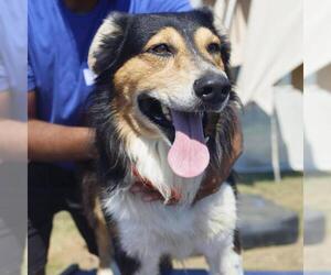 Siberian Husky-Unknown Mix Dogs for adoption in San Antonio, TX, USA
