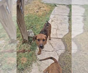 American Staffordshire Terrier-Unknown Mix Dogs for adoption in San Antonio, TX, USA