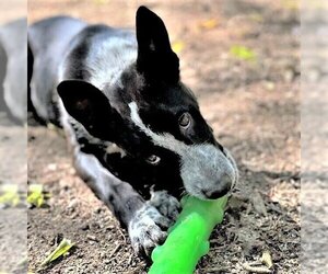 German Shepherd Dog-Unknown Mix Dogs for adoption in Godley, TX, USA