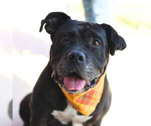 American Staffordshire Terrier-Unknown Mix Dogs for adoption in San Antonio, TX, USA