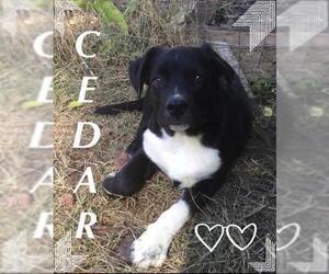 Borador Dogs for adoption in Harrison, AR, USA