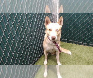 Siberian Husky Dogs for adoption in Downey, CA, USA