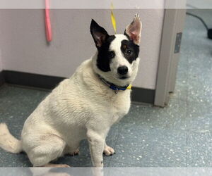 Rat Terrier-Unknown Mix Dogs for adoption in St. Cloud, FL, USA