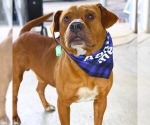 American Staffordshire Terrier-Unknown Mix Dogs for adoption in San Antonio, TX, USA