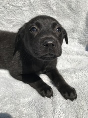 Borador Dogs for adoption in Charlotte, NC, USA