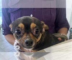 Chihuahua-Unknown Mix Dogs for adoption in San Antonio, TX, USA
