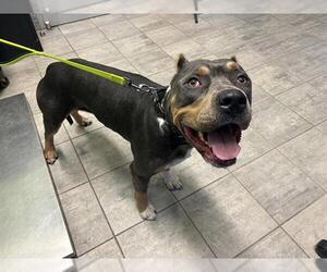 American Staffordshire Terrier-Unknown Mix Dogs for adoption in Grand Prairie, TX, USA