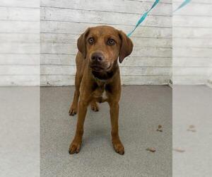 American Pit Bull Terrier-German Shepherd Dog Mix Dogs for adoption in San Bernardino, CA, USA