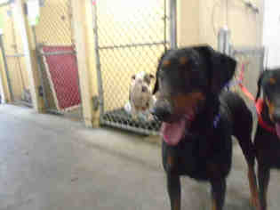 Doberman Pinscher Dogs for adoption in Fairfield, CA, USA