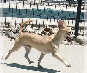 Chihuahua Dogs for adoption in Sacramento, CA, USA