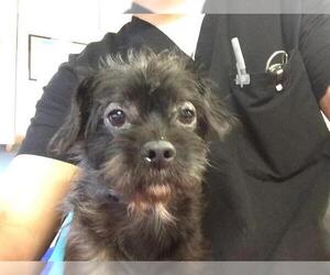 Mutt Dogs for adoption in Riverside, CA, USA