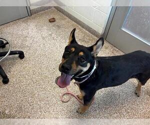 German Shepherd Dog-Unknown Mix Dogs for adoption in Pueblo, CO, USA