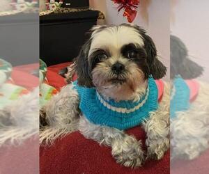 Lhasa Apso Dogs for adoption in Dublin, OH, USA