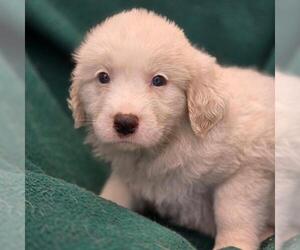 Labrador Retriever-Unknown Mix Dogs for adoption in San Diego, CA, USA