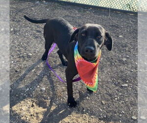 Labrador Retriever-Unknown Mix Dogs for adoption in San Antonio, TX, USA