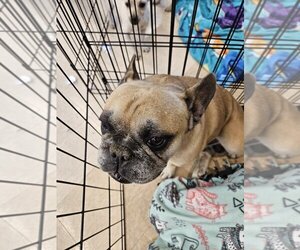 French Bulldog Dogs for adoption in San Bernardino, CA, USA