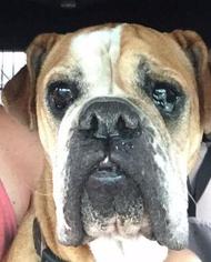 Bull-Boxer Dogs for adoption in Lancaster, PA, USA