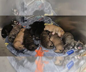 German Shepherd Dog-Unknown Mix Dogs for adoption in Riverside, CA, USA