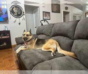 German Shepherd Dog-Huskies Mix Dogs for adoption in DELTONA, FL, USA