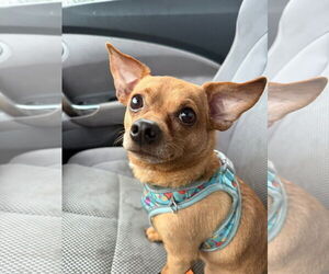 Chihuahua-Unknown Mix Dogs for adoption in Fort Collins, CO, USA