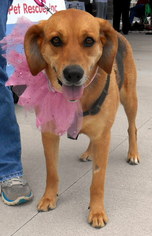 Bloodhound-Unknown Mix Dogs for adoption in White Bluff, TN, USA