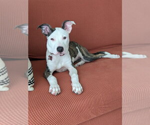 Mutt Dogs for adoption in Lakewood, CO, USA