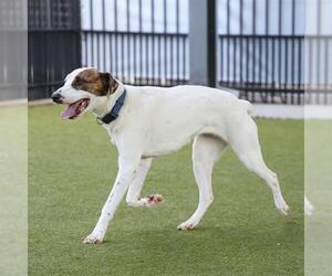 Labrador Retriever-Unknown Mix Dogs for adoption in Waco, TX, USA