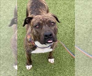 American Pit Bull Terrier Dogs for adoption in Fayetteville, NC, USA
