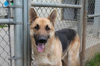 German Shepherd Dog Dogs for adoption in Albany, GA, USA
