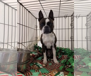 Boston Terrier Dogs for adoption in Detroit Lakes, MN, USA