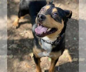 Rottweiler-Unknown Mix Dogs for adoption in Denison, TX, USA