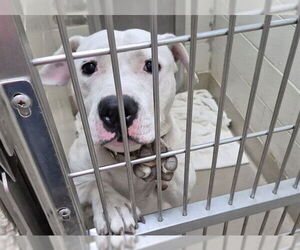 American Pit Bull Terrier Dogs for adoption in Decatur, IL, USA