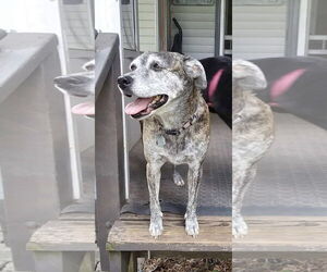 Mutt Dogs for adoption in Doylestown, PA, USA