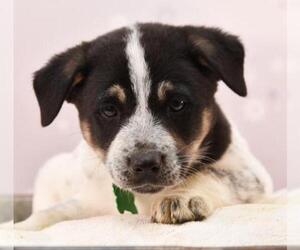 Shepradors Dogs for adoption in Sheridan, CO, USA