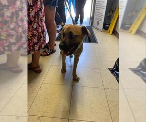 German Shepherd Dog-Unknown Mix Dogs for adoption in Stockton, CA, USA
