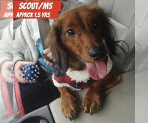 Dachshund Dogs for adoption in Columbia, TN, USA