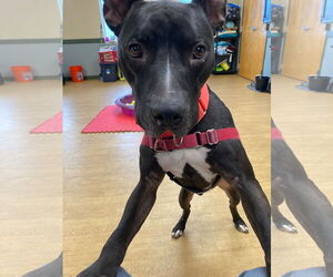 Mutt Dogs for adoption in Virginia Beach, VA, USA