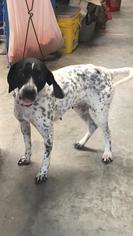 Pointer Dogs for adoption in Eastman, GA, USA