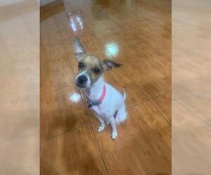 Jack Russell Terrier Dogs for adoption in Deerfield Beach, FL, USA