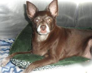 Chihuahua-Unknown Mix Dogs for adoption in Cocoa, FL, USA