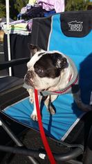 French Bulldog Dogs for adoption in Phoenix, AZ, USA