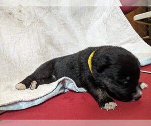 Full screen Photo #1 German Shepherd Dog-Huskies  Mix Puppy For Sale in Kansas City, MO, USA