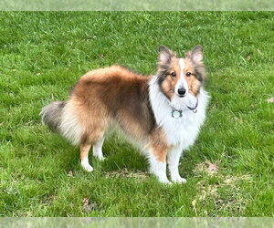 Mutt Dogs for adoption in Wamego, KS, USA