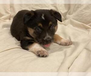 Sheprador Dogs for adoption in Crystal , MN, USA